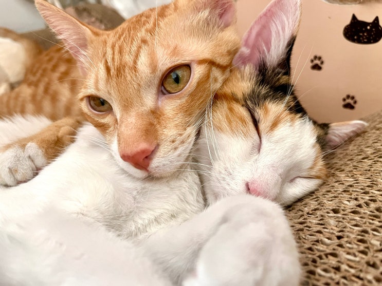  고양이 합사 원룸 실패 없이 성공 후기 및 준비물