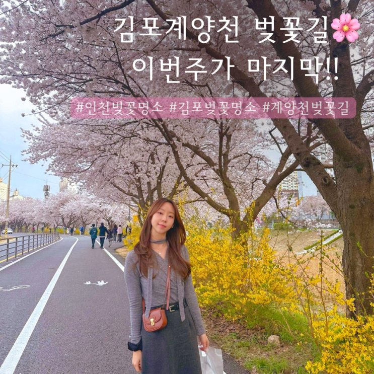  김포 계양천 벚꽃길 | 벚꽃명소 추천 이번주 막차타자!