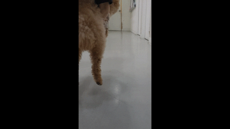 후지 파행이 보이는 환자
