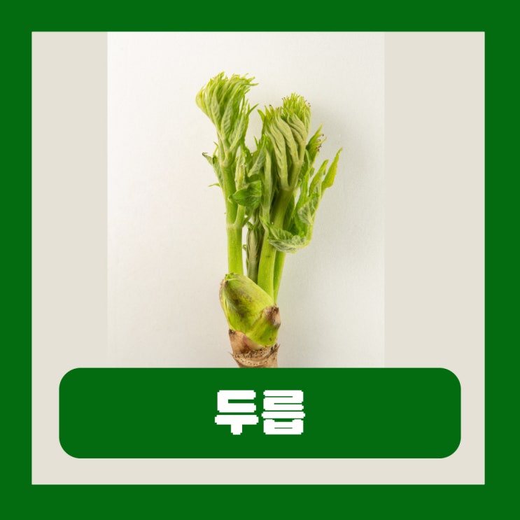  두릅의 효능 부작용 나무두릅 땅두릅 개두릅 종류별 차이