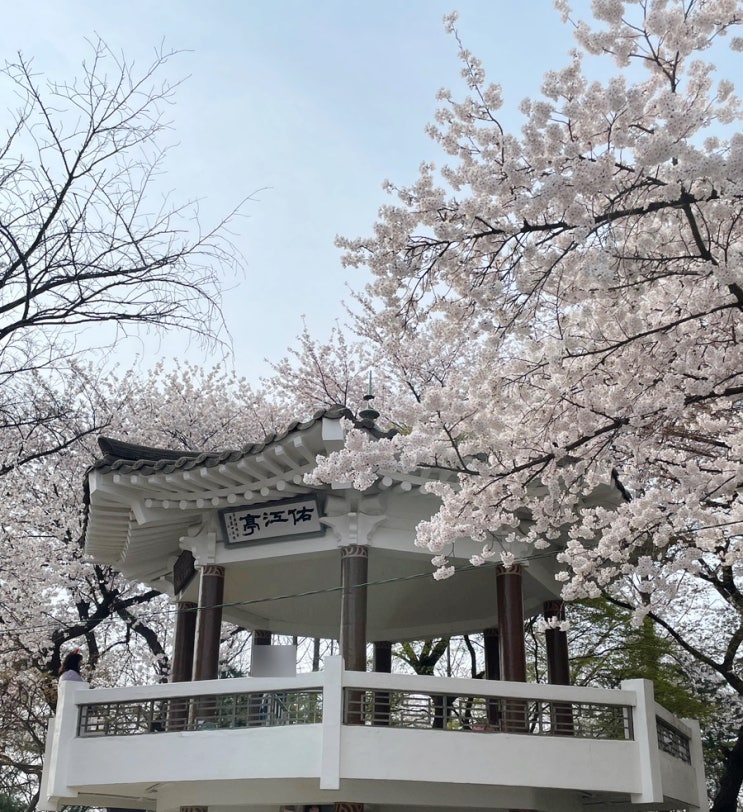  2024 벚꽃 나들이 | 인천 수봉공원