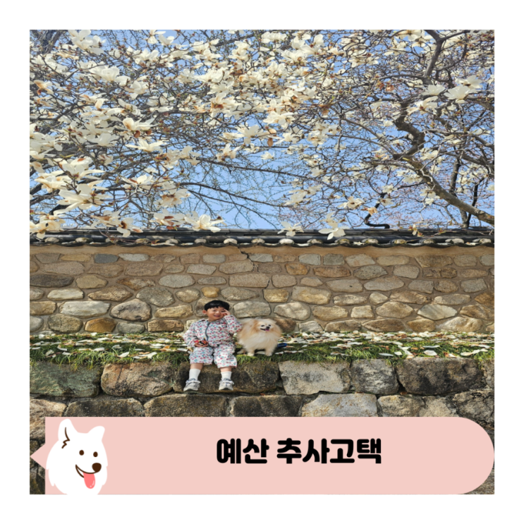  예산 추사고택 수선화 벚꽃 목련 나들이 강아지 동반