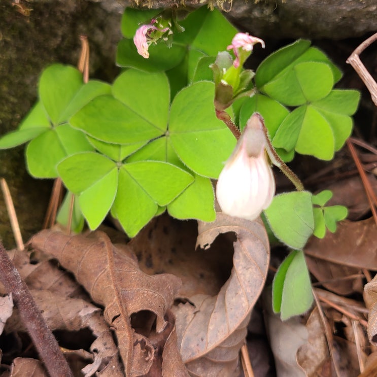 산야의 봄 야생화 큰괭이밥 군락 큰괭이밥 꽃마 까증