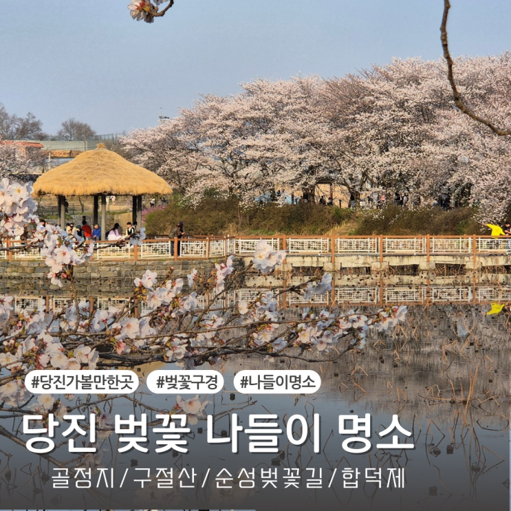  당진 벚꽃 명소 4곳 골정지 순성벚꽃길 구절산 합덕제