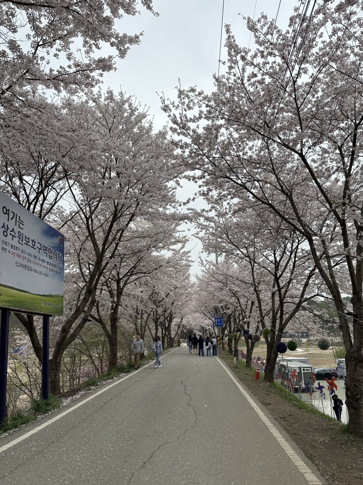 대전 벚꽃 : 대전 애견동반 벚꽃구경 대청호 실시간 벚꽃 드라이브 🌸 (24. 4. 8일 기준) ♥