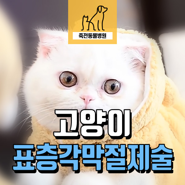 고양이 눈에 검은 반점! 허피스 바이러스 각막괴사증, 표층 각막 절제술 - 용인 죽전동물병원