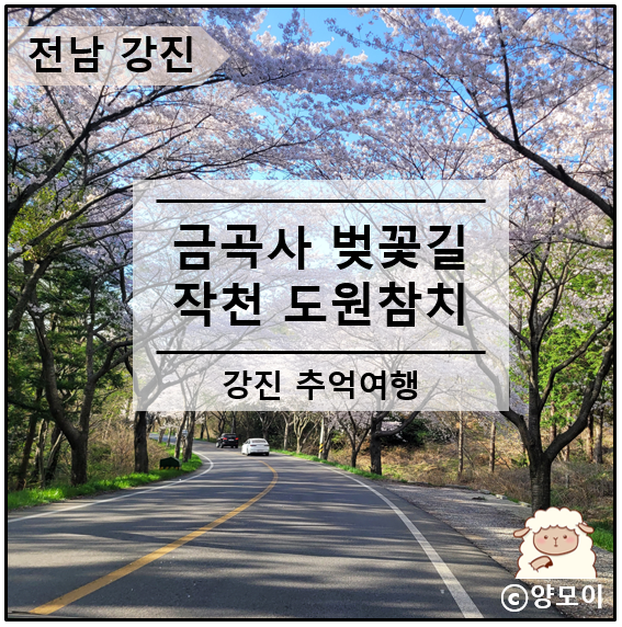  전남 강진 금곡사 벚꽃 길 여행 현지인 맛집 도원참치 고향에서
