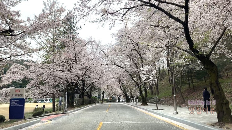  대전벚꽃명소 충남대 vs 카이스트 점심시간에 둘러보기