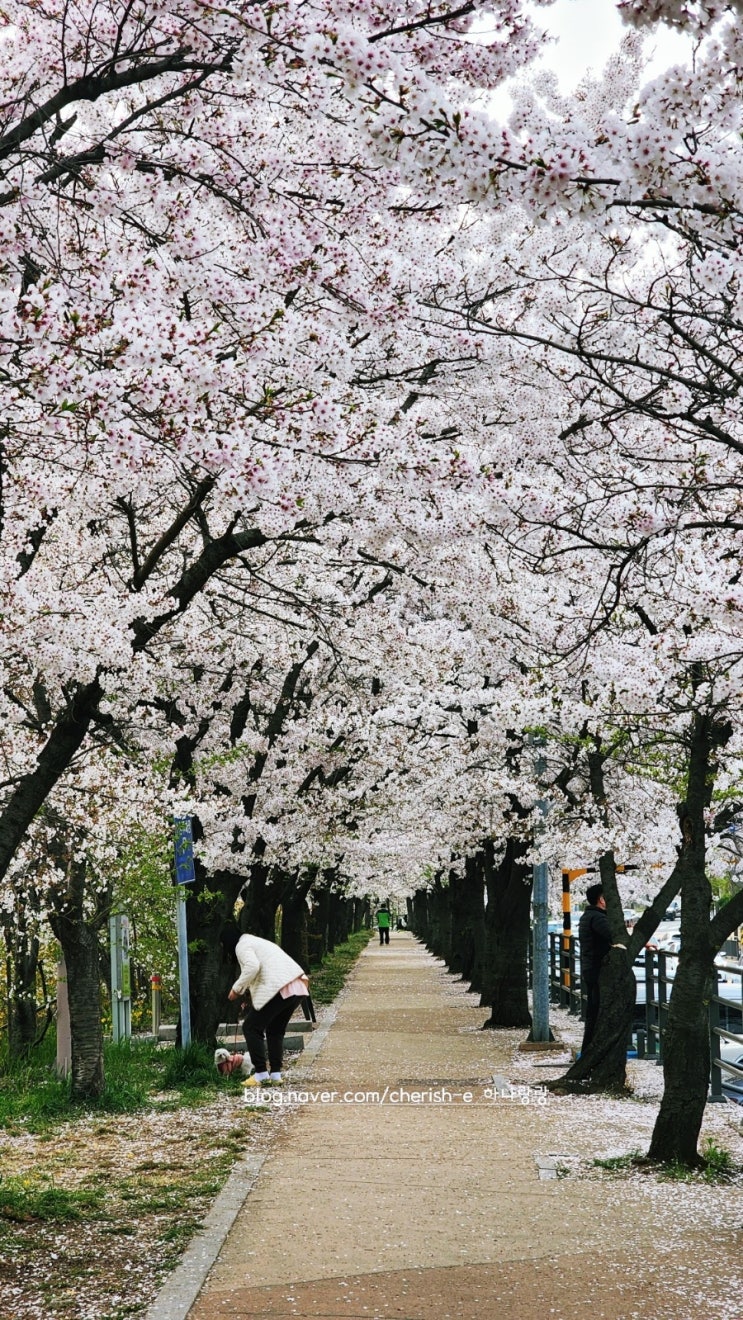  [경기 안양] 2024년 안양천 충훈부 벚꽃터널 / 벚꽃길
