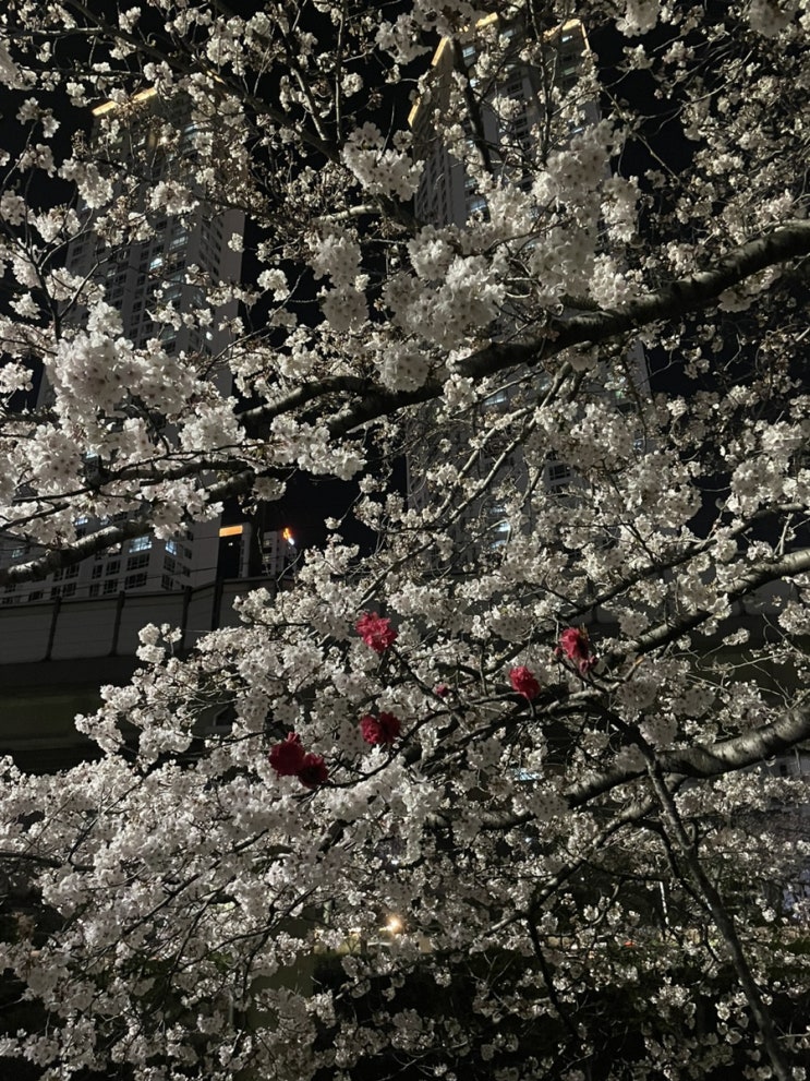  벚꽃 사냥 일기