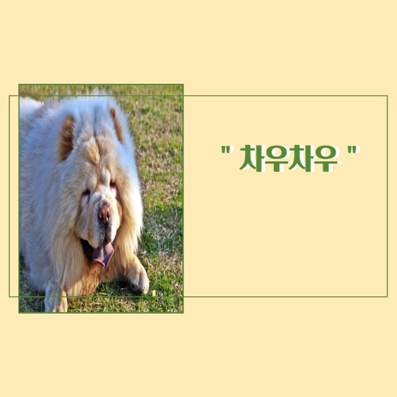 차우차우 크기와 특징, 성격 주의할 질병은? : 네이버 블로그
