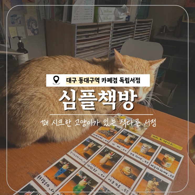  대구 동대구역 고양이가 있는 색다른 독립서점 심플책방