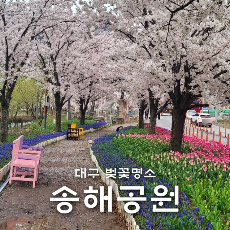 대구 송해공원 벚꽃 튤립 둘레길(주차장)