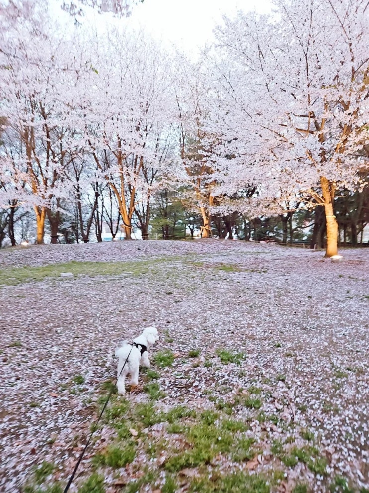  광주 무양공원 산책로 벚꽃 강아지