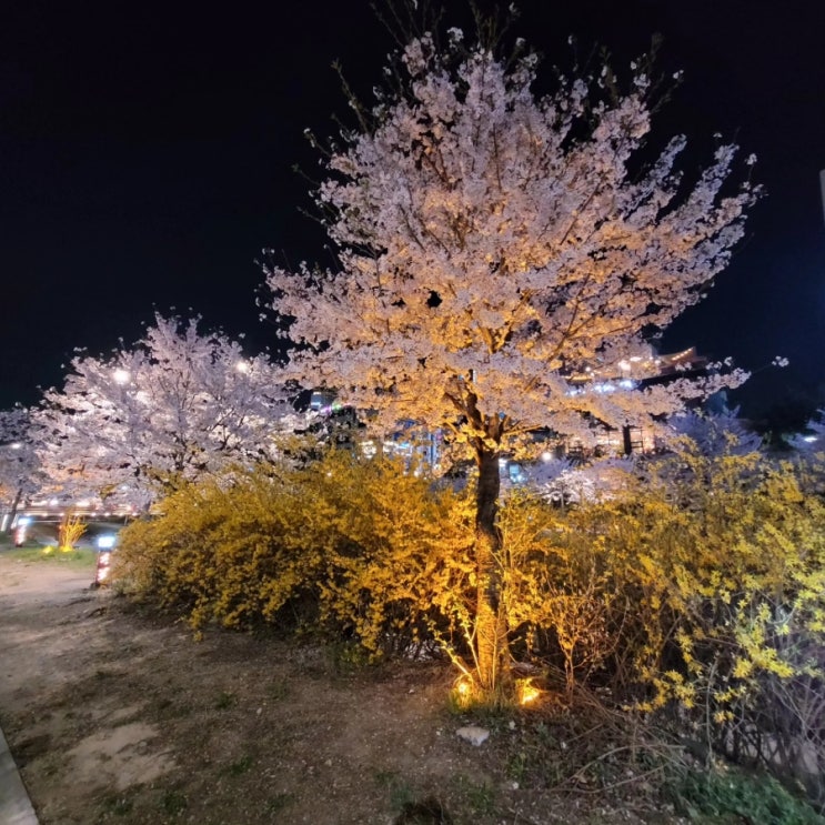  [일상] 벚꽃 꽃놀이