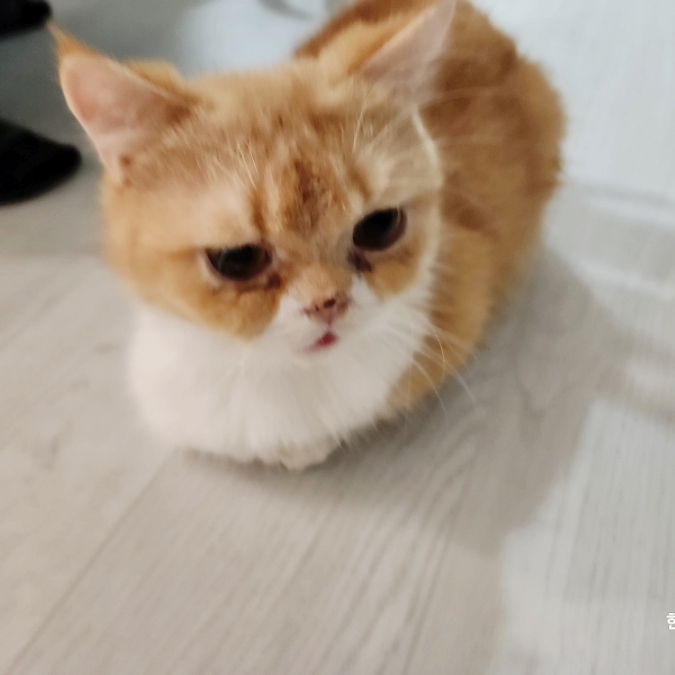 고양이 눈 눈물 눈병 포도막염 증상 원인 치료법 고양이 눈 눈물 눈병 포도막염 증상 원인 치료법