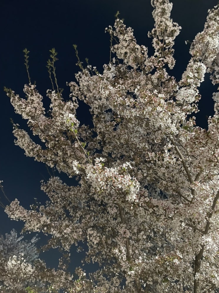  대구 벚꽃 개화상황 (4.8 기준 동촌유원지) 동촌 벚꽃 카페