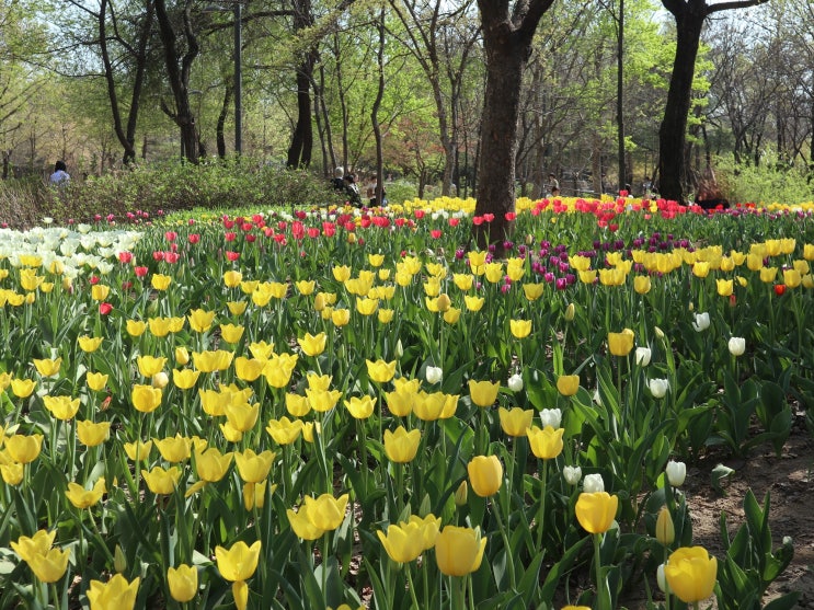 서울숲 튤립정원 꽃길