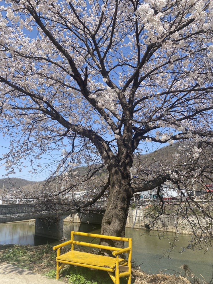  파주 밤고지마을 벚꽃 명소 개화 실시간 주차 팁