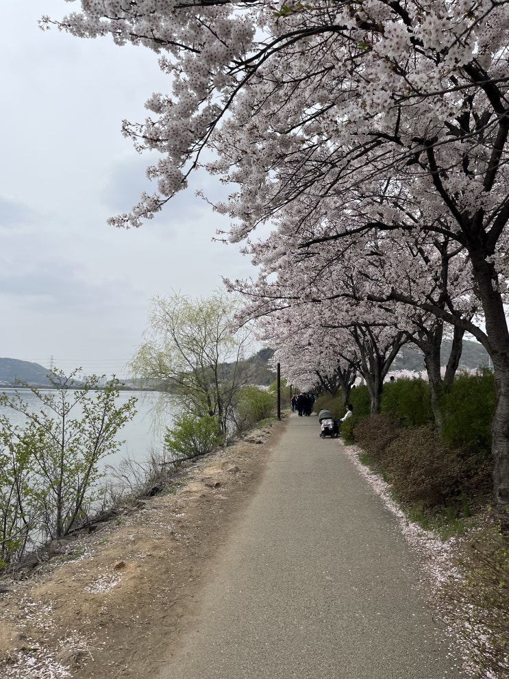  240410 물왕저수지 벚꽃현황, 식물이지 카페 숲에숨다