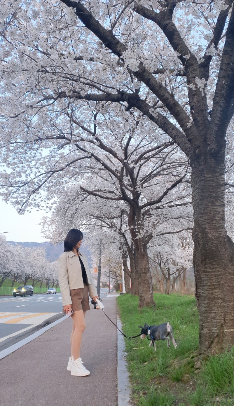 강아지 산책