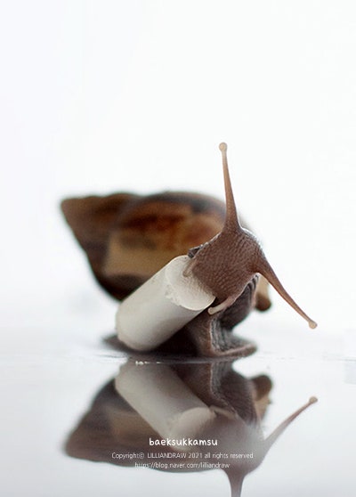 분필 먹는 달팽이 아프리카왕달팽이의 작은 하루