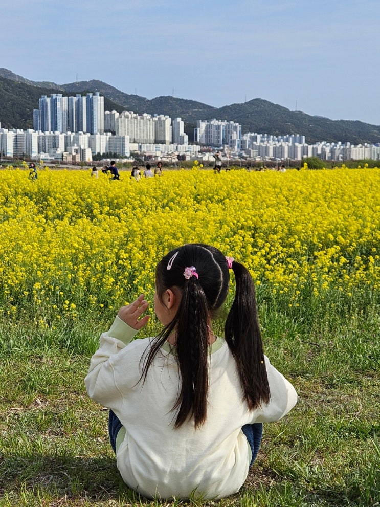  대저 유채꽃 실시간 모습과 주차장 위치