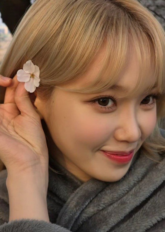 르세라핌 김채원, 벚꽃 닮은 화사한 미모..사랑스러움 한도초과