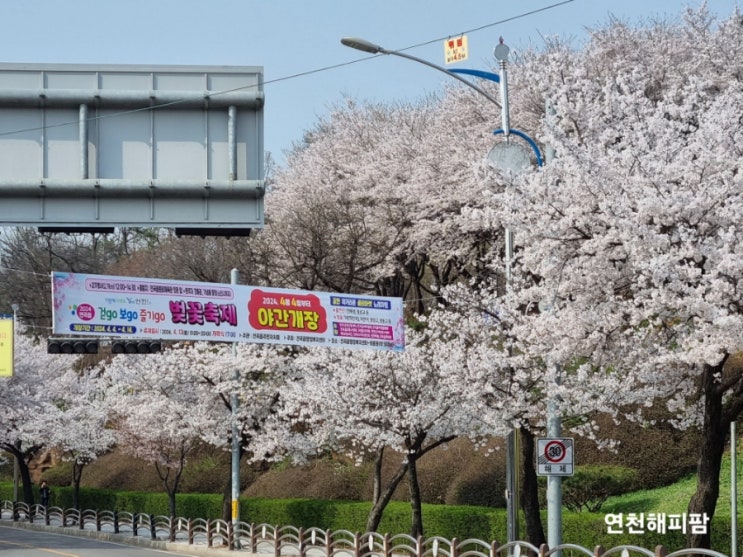  경기북부 벚꽃명소 연천 전곡읍 행정복지센터 전곡벚꽃축제장