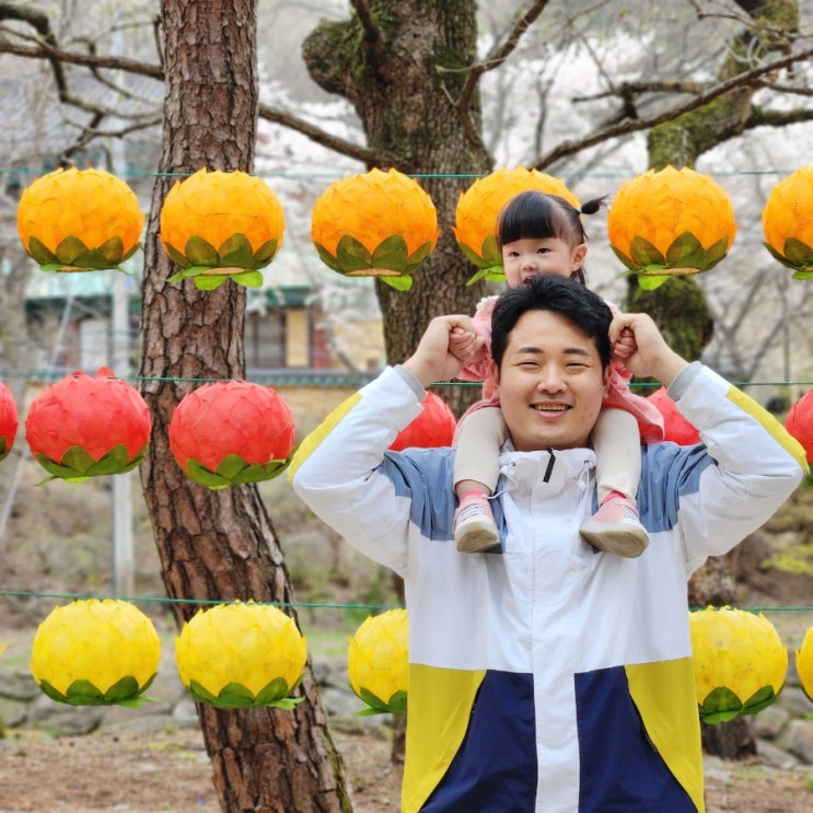  영천 은해사 아기랑 벚꽃놀이 템플스테이 체험 기도비용