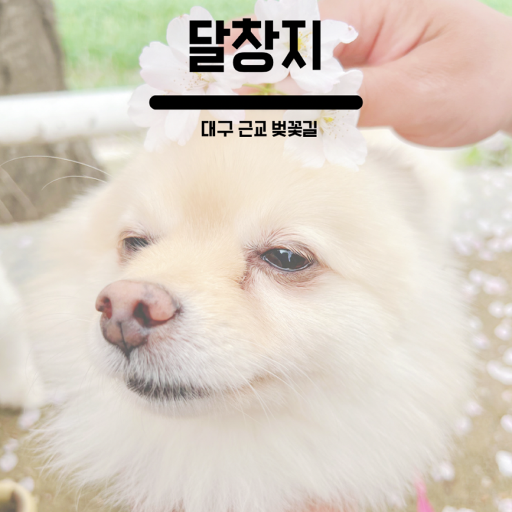  4년째 방문하고 있는 대구 벚꽃명소 달창지 벚꽃길