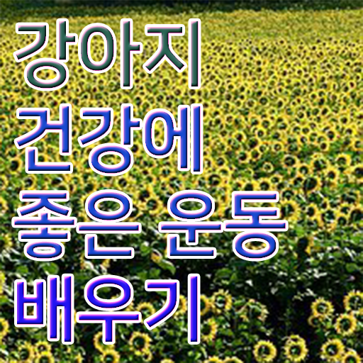  반려견운동지도사 전문가 , 반려견운동지도사 자격증 상세한 학습 및 취득후기 정리해봤어요