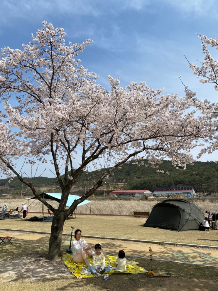  대구 근교 노지캠핑, 피크닉이 가능한 영천임고강변공원.