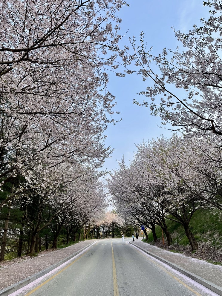 둥이1호 유명한 벚꽃맛집 아산 가볼만한곳 순천향대학교 / 슬쌍디아빠 이동섭