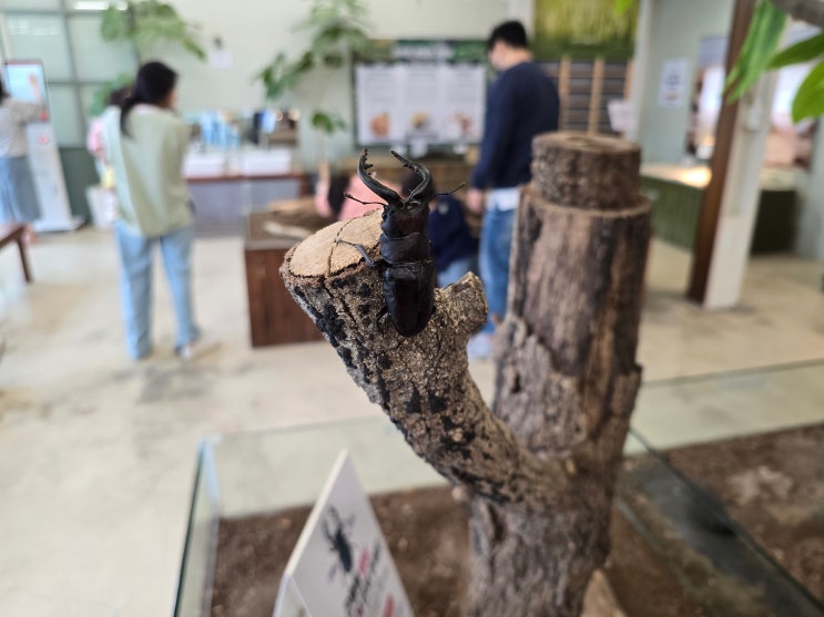  [용인] 용인곤충테마파크- 만지고,볼수있고, 체험하는곳!