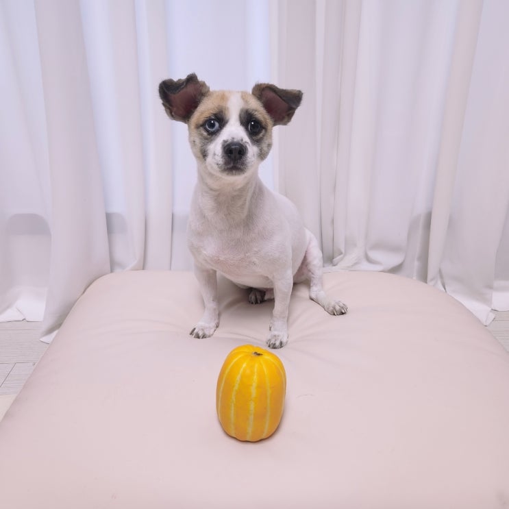 강아지 고양이 참외 강아지가먹어도되는 과일 참외씨 껍질은?? 강아지 고양이 참외 강아지가먹어도되는 과일 참외씨 껍질은??