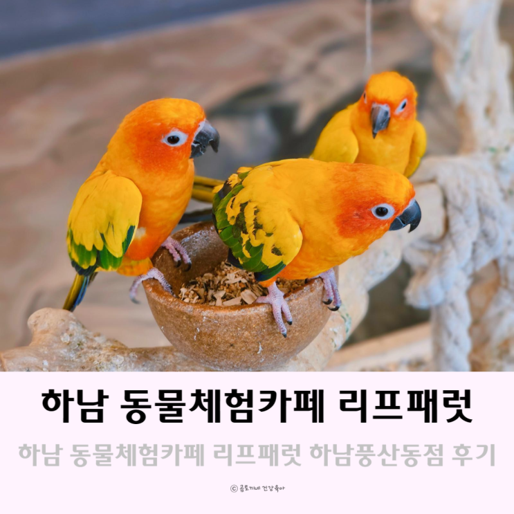하남 놀거리 키즈카페 대신 동물체험카페 리프패럿 하남 놀거리 키즈카페 대신 동물체험카페 리프패럿