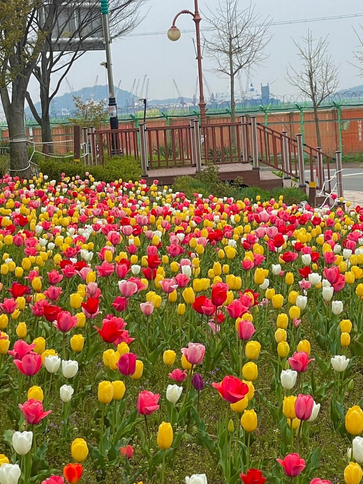 전남 튤립 명소 목포 삼학도공원 피크닉하기 좋은 곳 (4/8일 개화 상황)