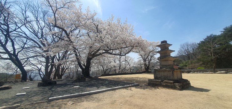  대구 부인사 벗꽃