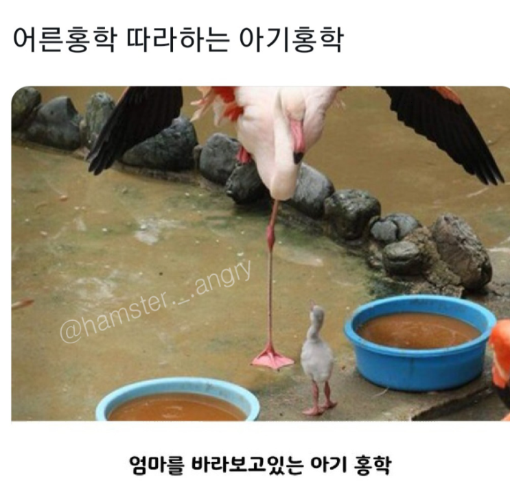  어른 홍학 따라하는 아기 홍학