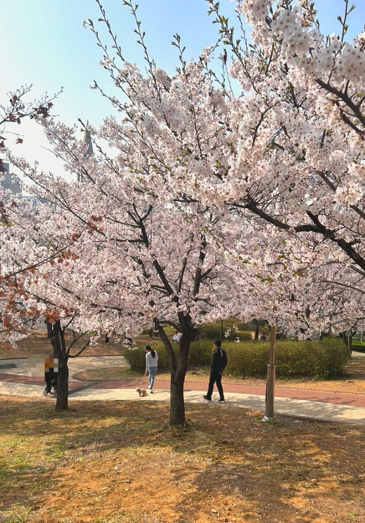  인천 중앙공원 : 벚꽃놀이 명소 근처 맛집 추천