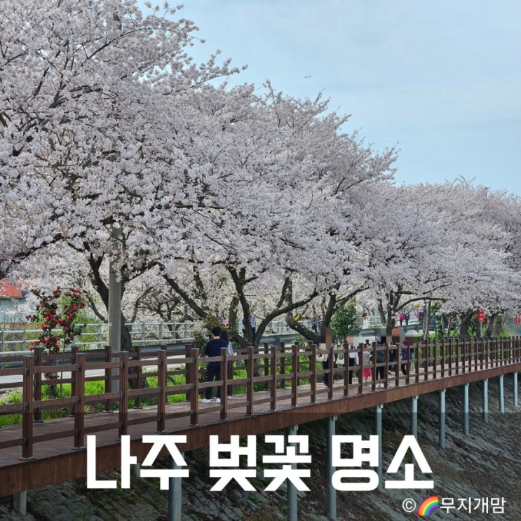  나주 벚꽃 명소 금성산 태평사, 파밀리에 양곡교 풍물시장