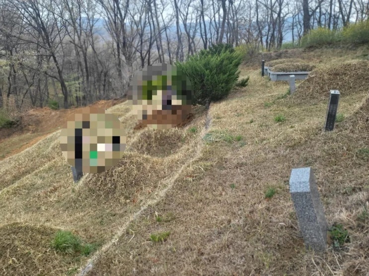  2024년 김천시 대광동 산소 1기 파묘후 화장 수목장안치 고인돌장묘개발 #손없는날 #윤달 #벌초 #이하늘장사 #장의사 #이장 #화장 #김천이장 #구미이장 #선산이장 #상주이장