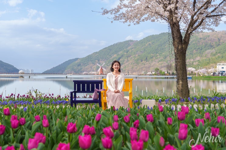 대구 옥연지 송해공원 튤립 벚꽃 대구 꽃구경 명소 대구 옥연지 송해공원 튤립 벚꽃 대구 꽃구경 명소