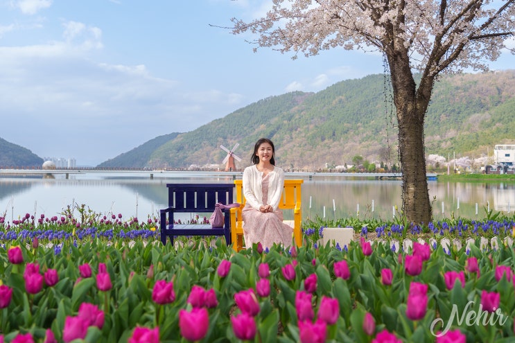 대구 옥연지 송해공원 튤립 벚꽃 대구 꽃구경 명소