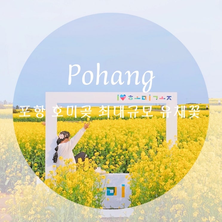  경북 유채꽃밭 최대규모 포항 호미곶 유채꽃 실시간