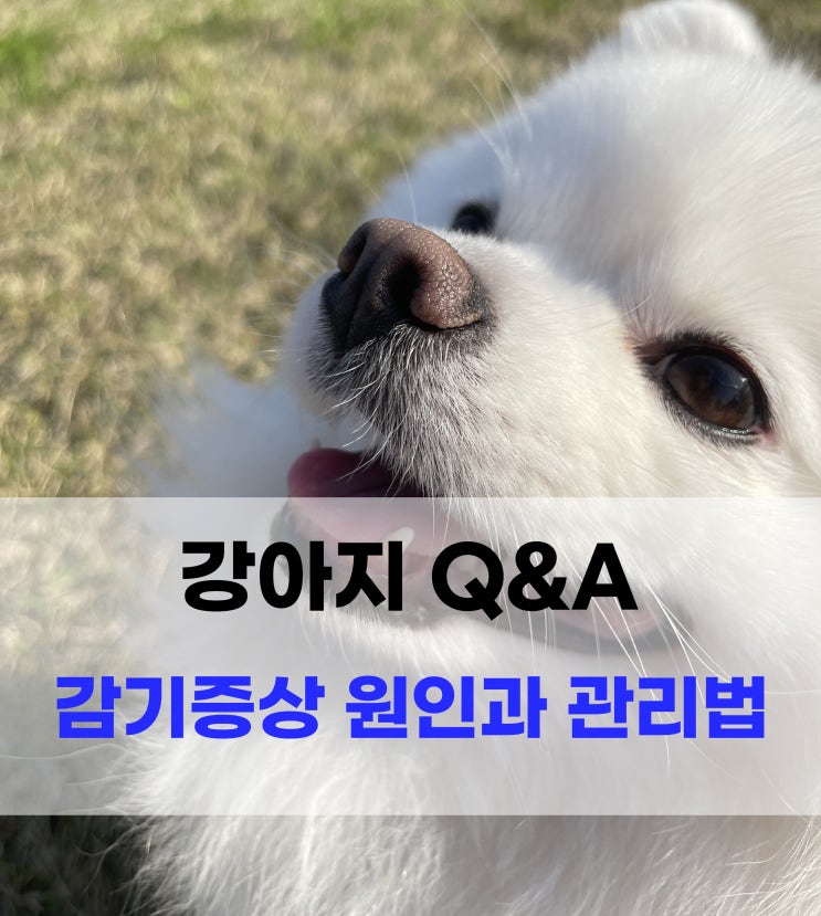 강아지 감기증상 원인과 관리방법