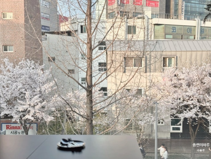  [마포대흥]경의선숲길맛집 벚꽃뷰 페어링 서울