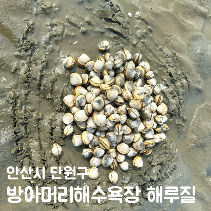  대부도 방아머리 해수욕장 서울 근교 조개 해루질 포인트