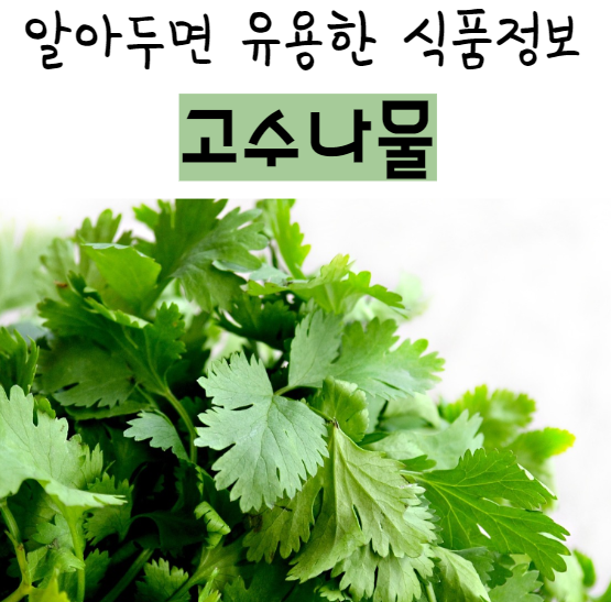 고수나물 | 고수 효능 요리법 부작용